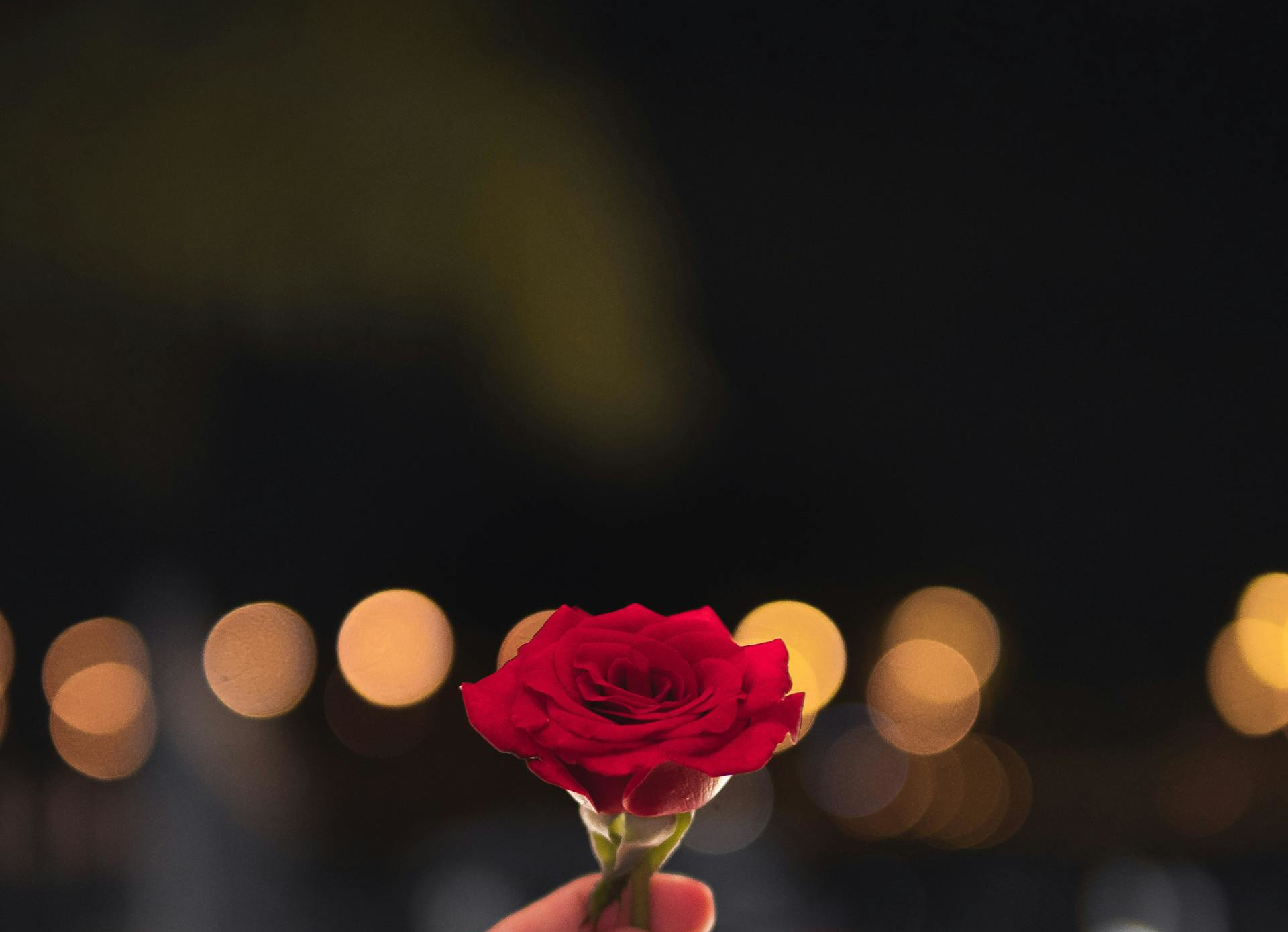 An image of a hand holding a rose.